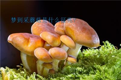 梦到采蘑菇是什么征兆?