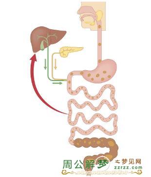 消化系统