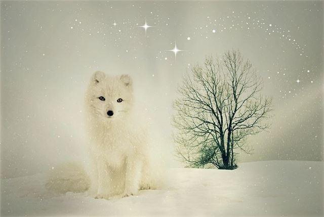晚上做梦梦到白狐狸意味着什么