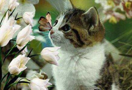 梦见小猫吃蝴蝶
